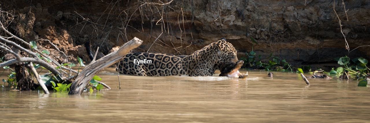 Panoramic shot of jaguar carrying crocodile in river at forest