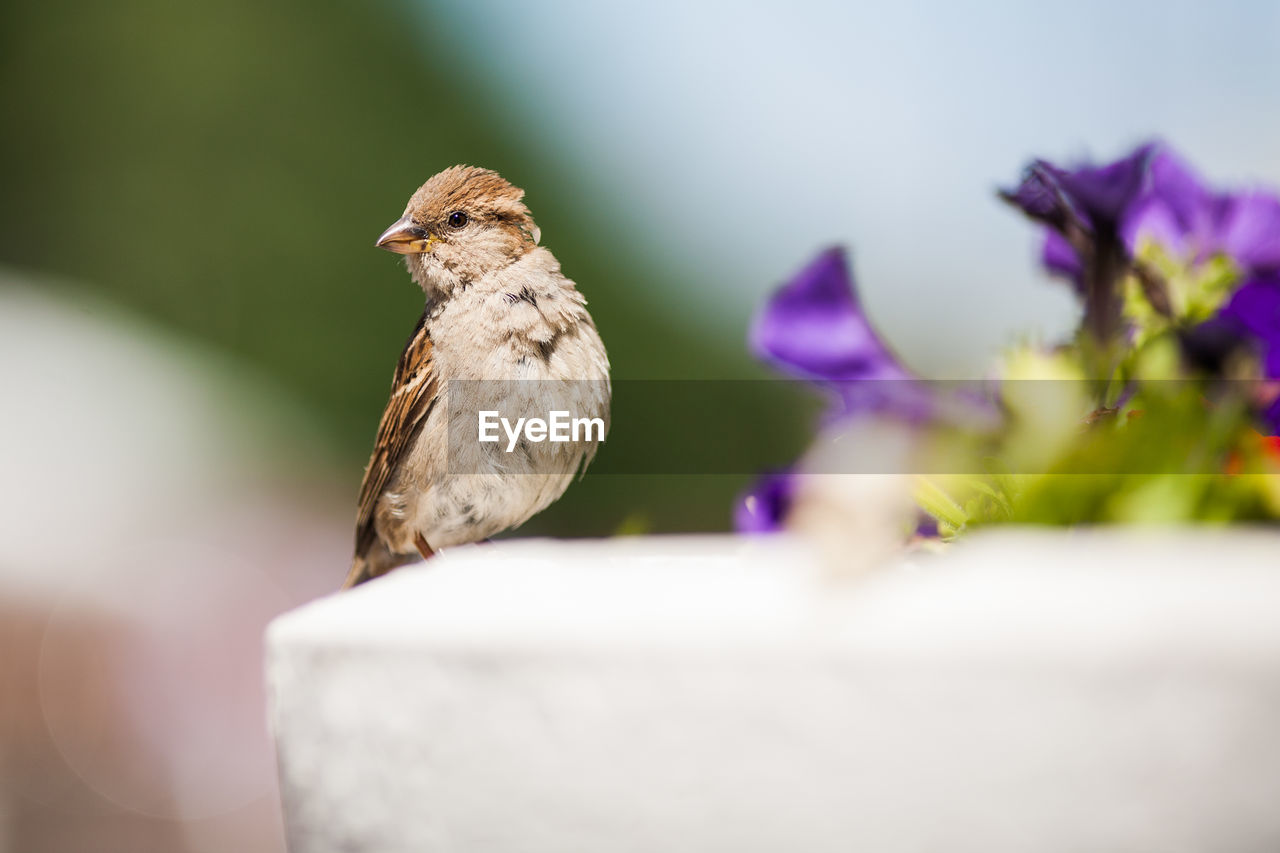 Beautiful sparrow on a colored background