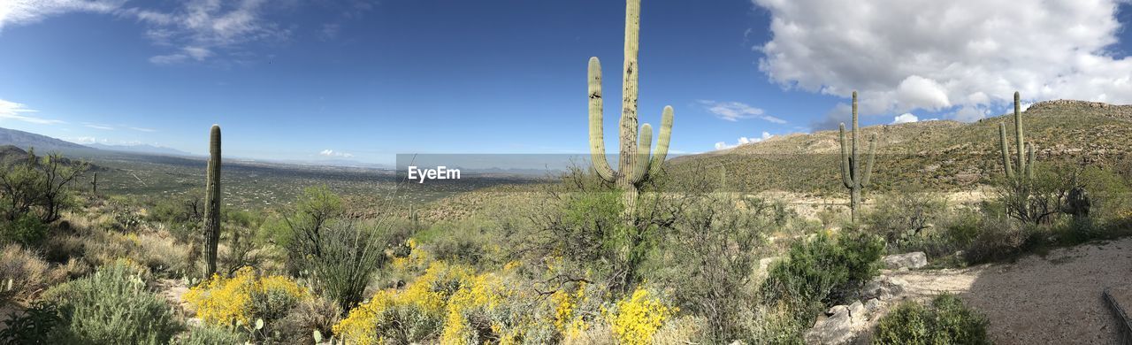 PLANTS GROWING ON LAND AGAINST SKY