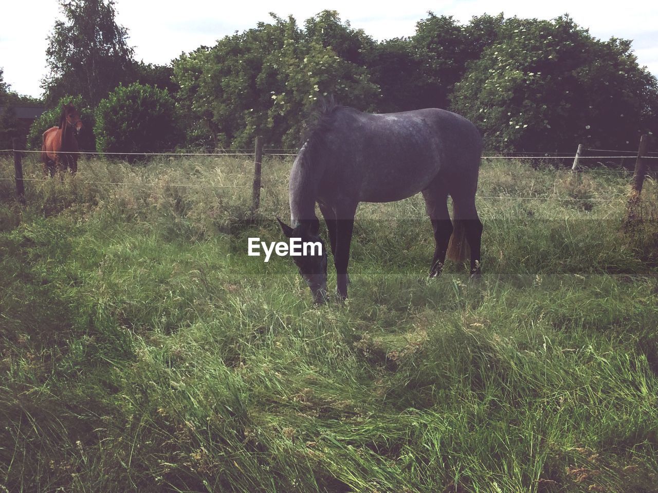 Two horses on the meadow