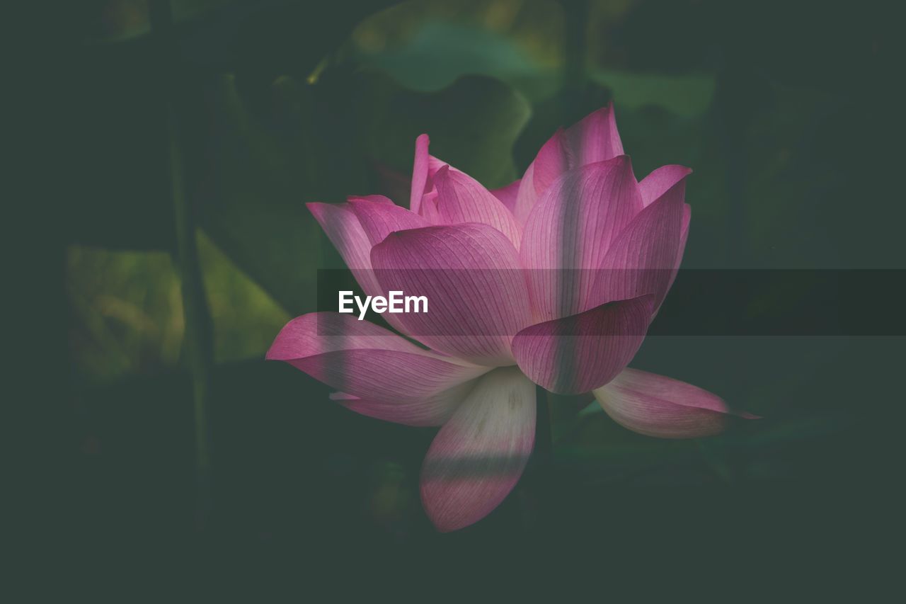 Close-up of pink lotus blooming outdoors