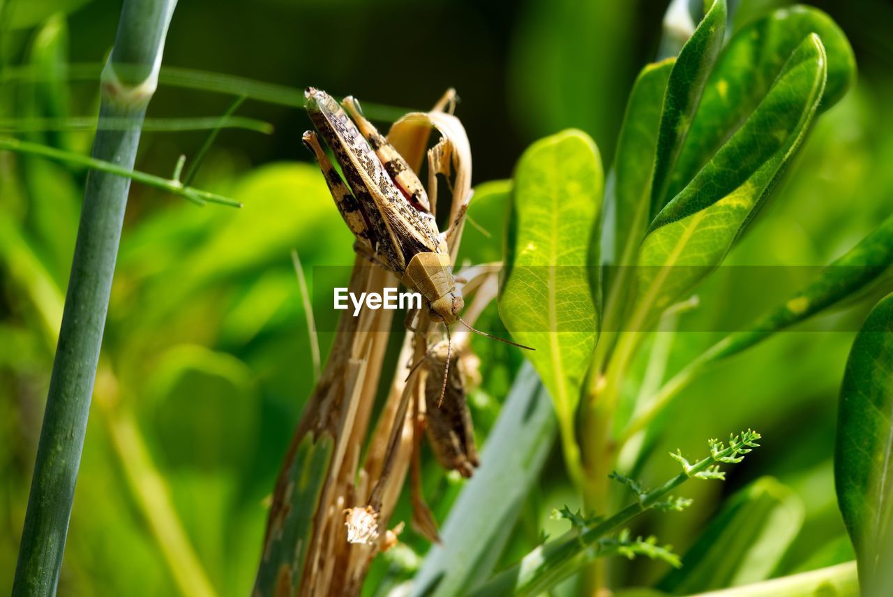 Two cicadas want to contact