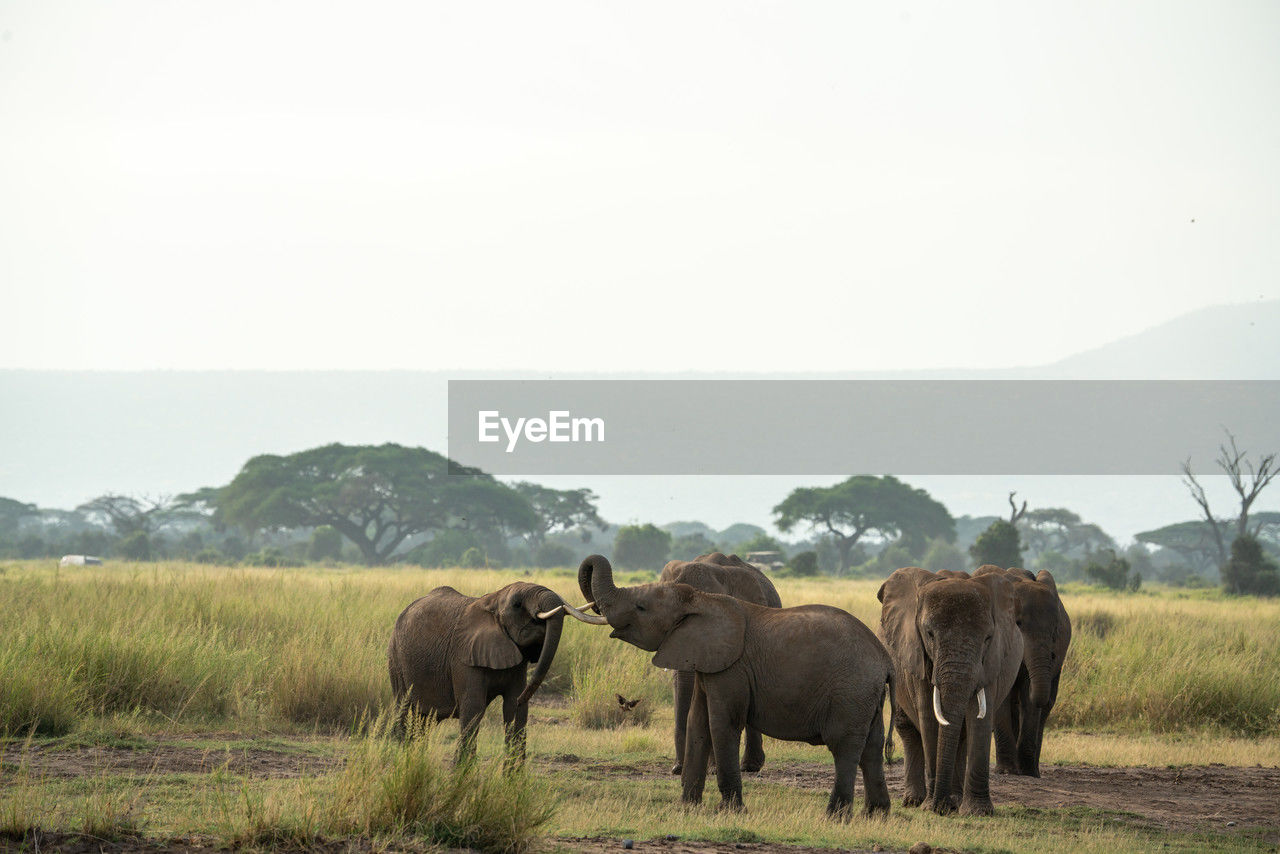 elephants on field