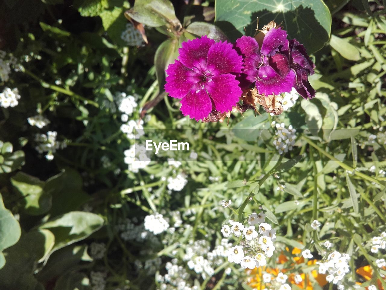 CLOSE-UP OF PURPLE FLOWERS