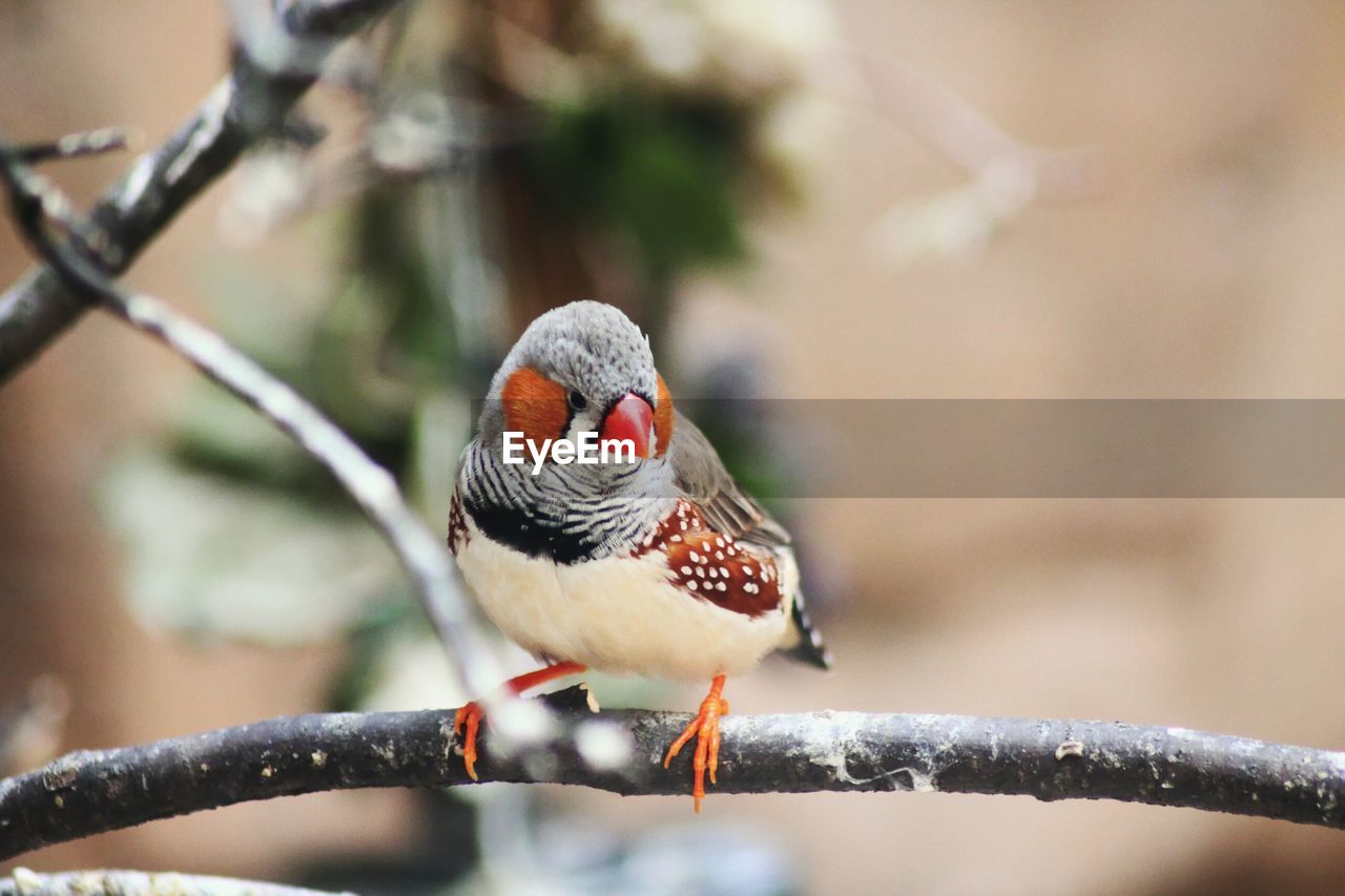BIRD PERCHING ON A BRANCH