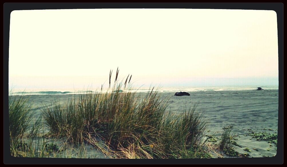 Marram grass growing on beach