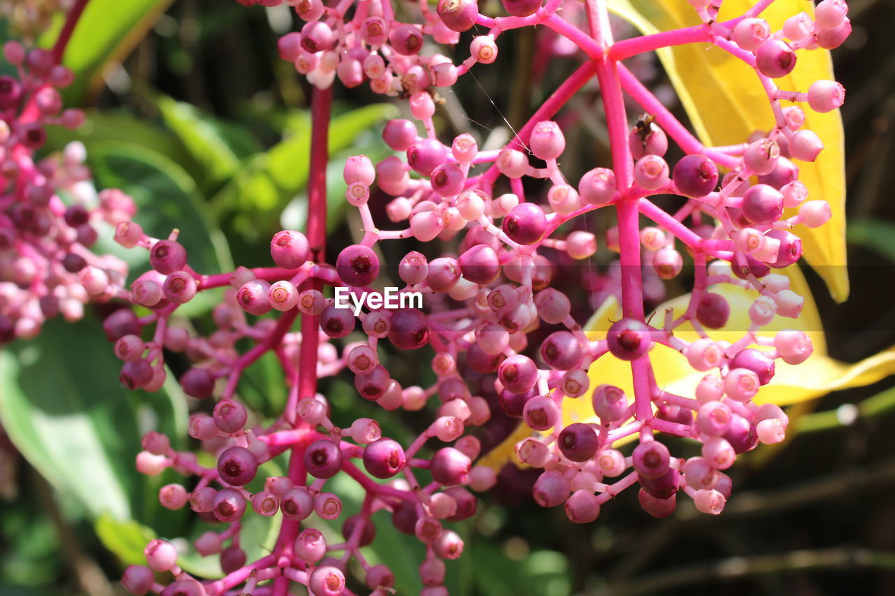 Purple medinilla speciosa flowers at lembang, east java