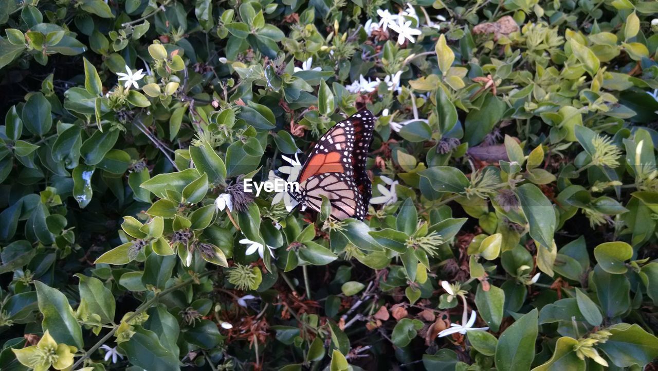 BUTTERFLY POLLINATING ON PLANT
