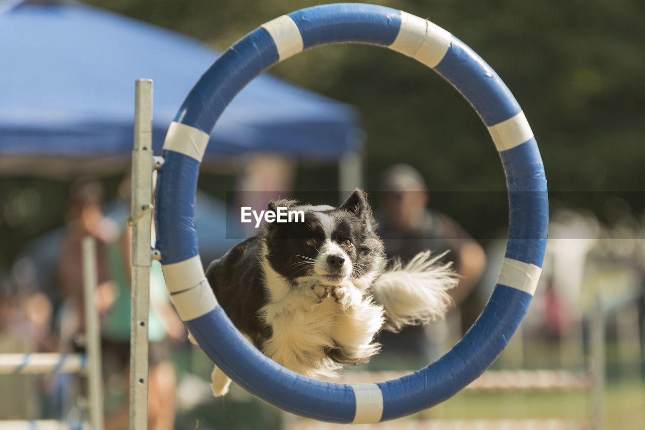 Close-up of a dog jumping through ring