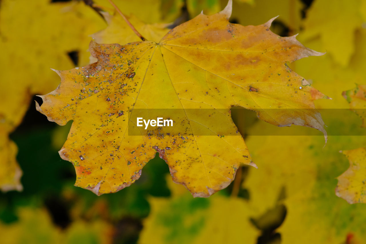 CLOSE-UP OF YELLOW MAPLE LEAF ON LEAVES