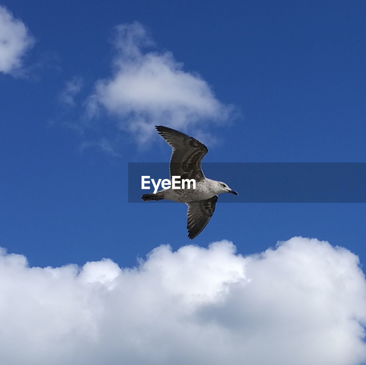 SEAGULL FLYING AGAINST SKY