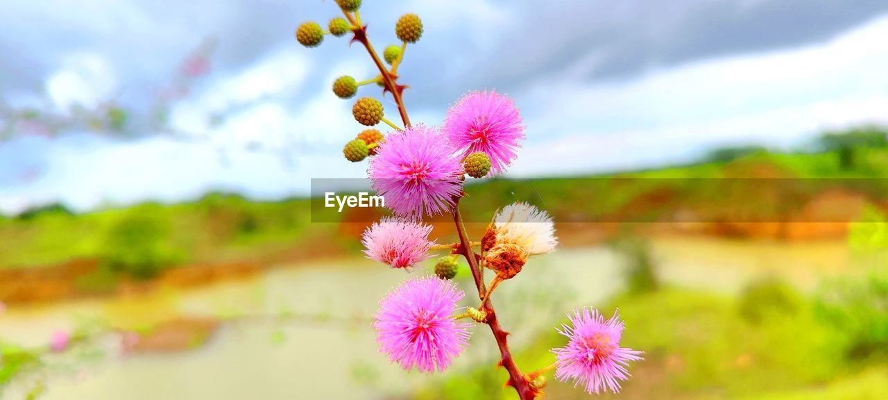 flower, plant, flowering plant, freshness, beauty in nature, blossom, nature, sky, pink, flower head, fragility, environment, close-up, cloud, wildflower, springtime, landscape, growth, meadow, macro photography, no people, inflorescence, multi colored, focus on foreground, summer, outdoors, yellow, petal, field, food, tree, vibrant color, plain, food and drink, sunlight, land, botany, day, grass, selective focus, scenics - nature, plant part, rural scene, tranquility, agriculture, environmental conservation, leaf, social issues