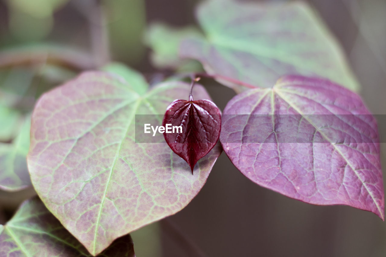 CLOSE-UP OF RED LEAVES