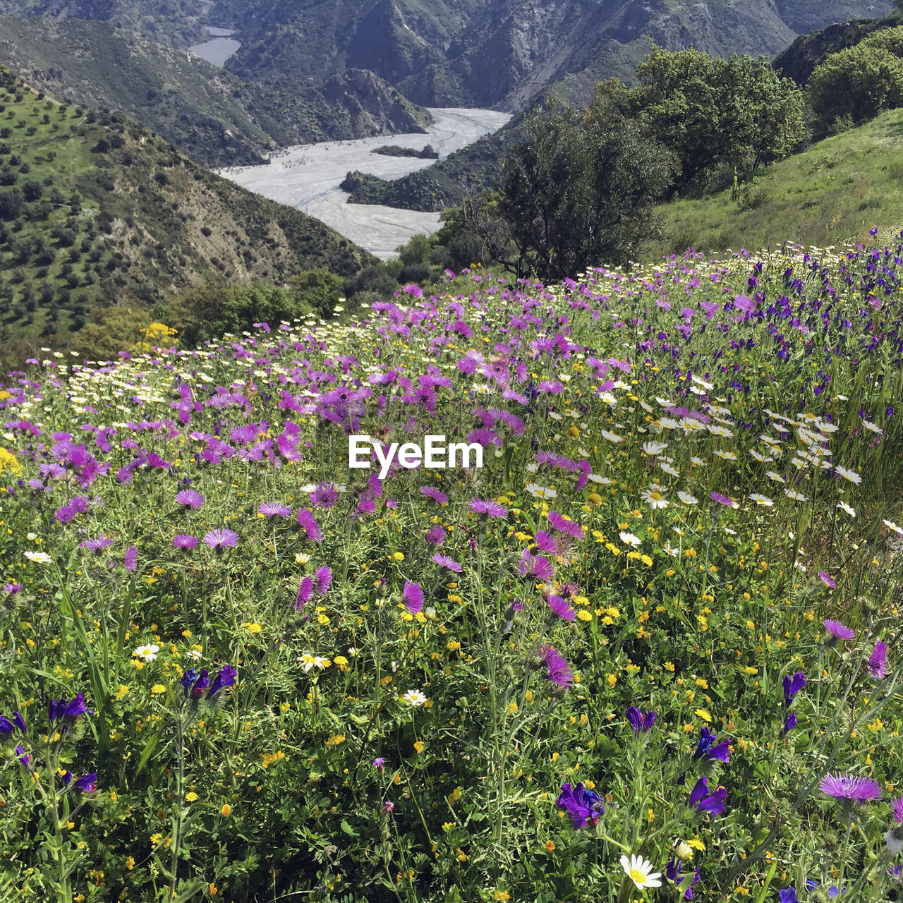 Purple flowering plants on land