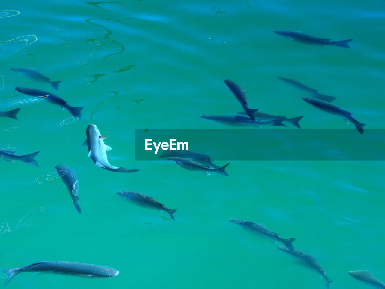 VIEW OF FISH UNDERWATER