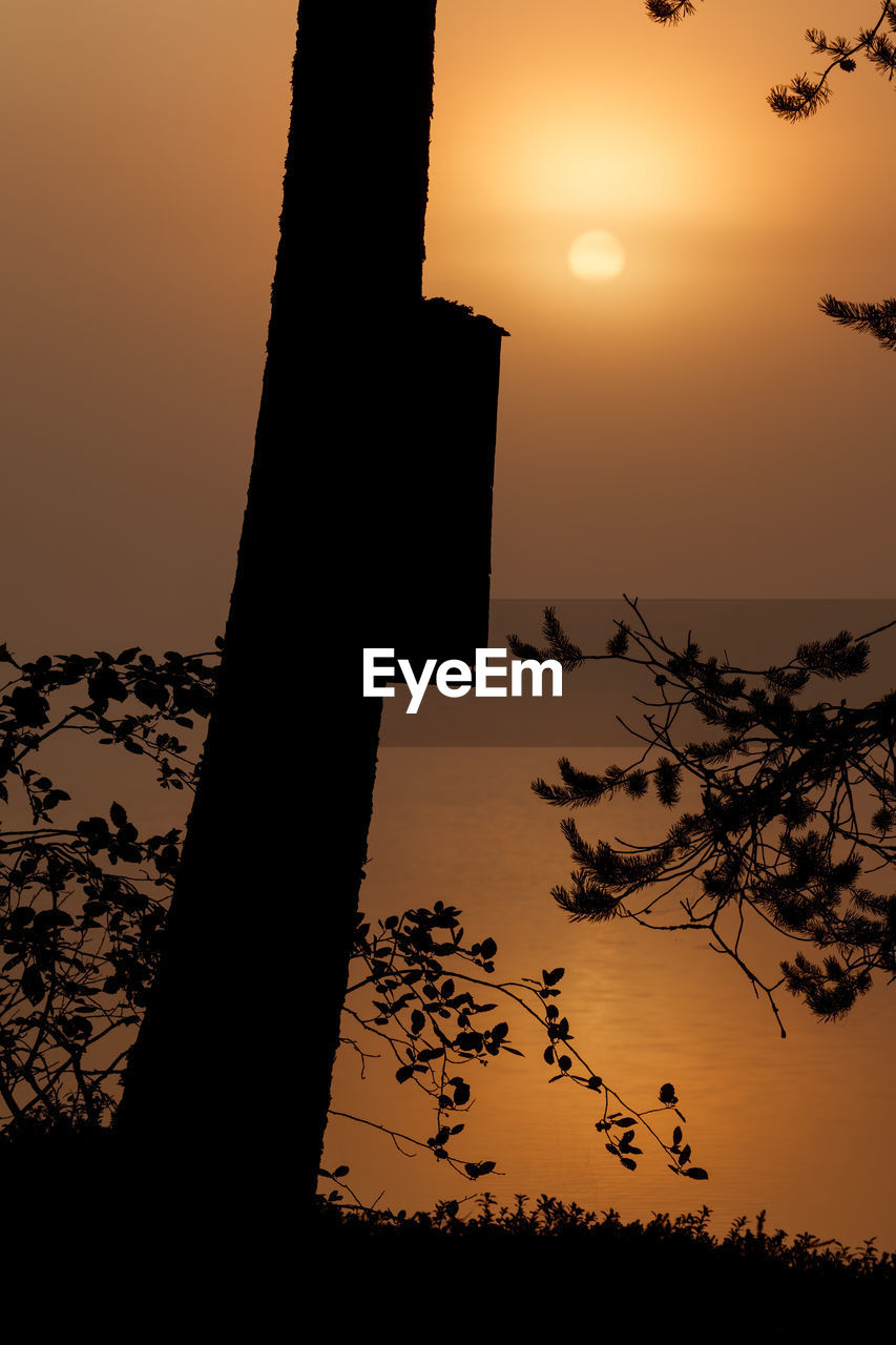 SILHOUETTE OF TREE AT SUNSET