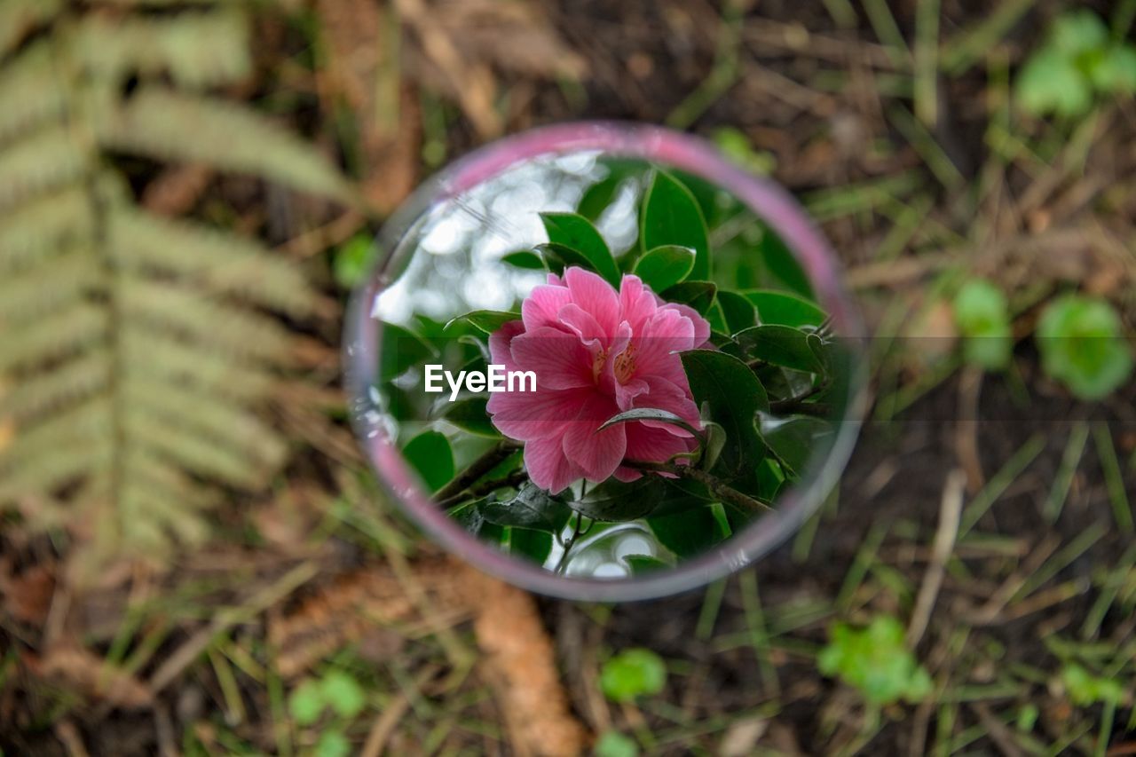 HIGH ANGLE VIEW OF PINK FLOWERING PLANTS ON LAND