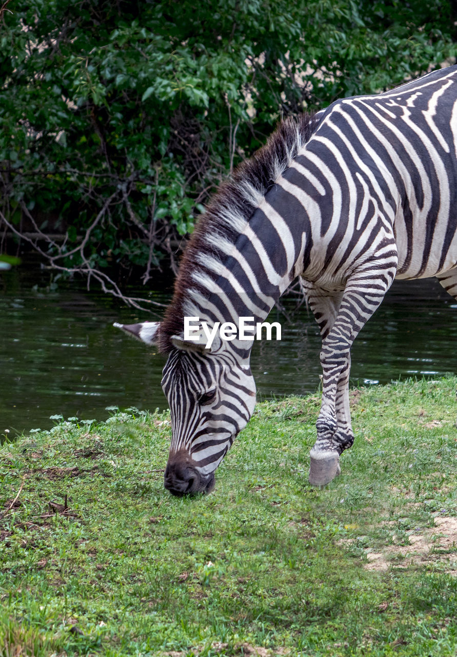 Gentle grazing zebra eating grass