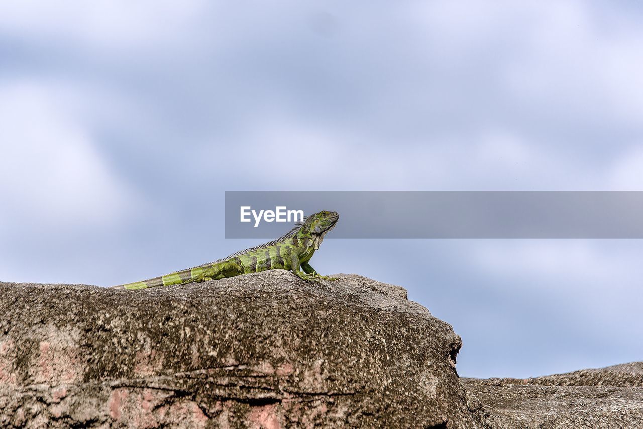 Low angle view of lizard on rock against sky