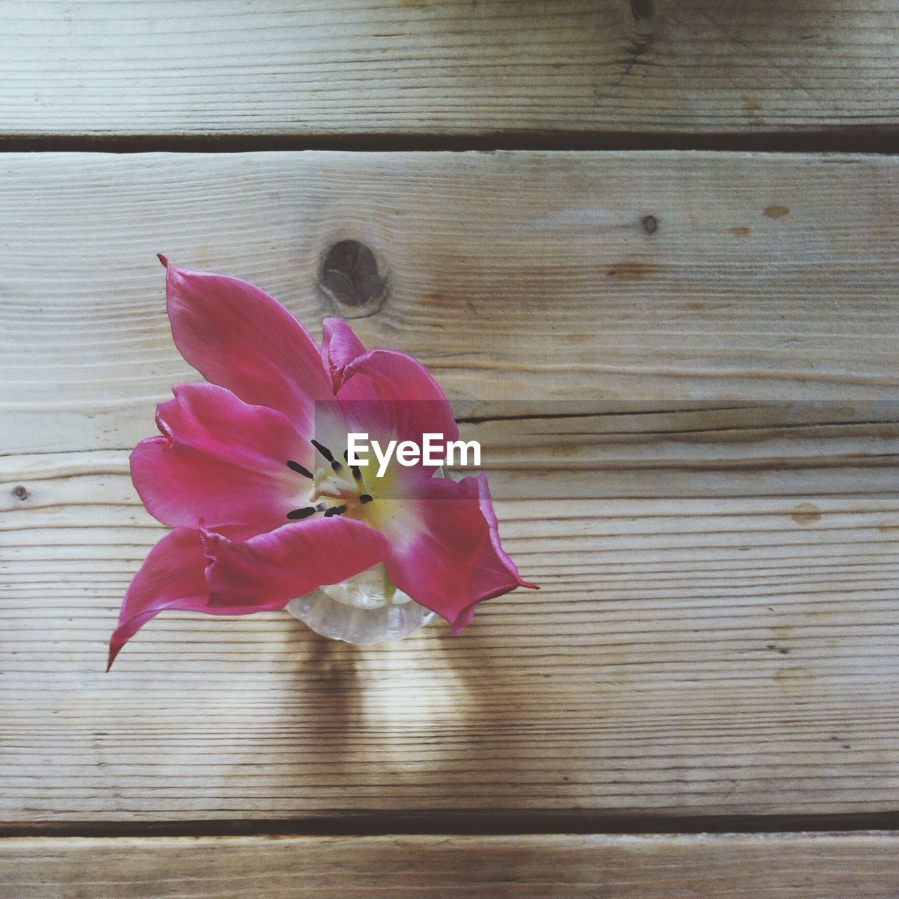 Directly above shot of pink flower pot on table