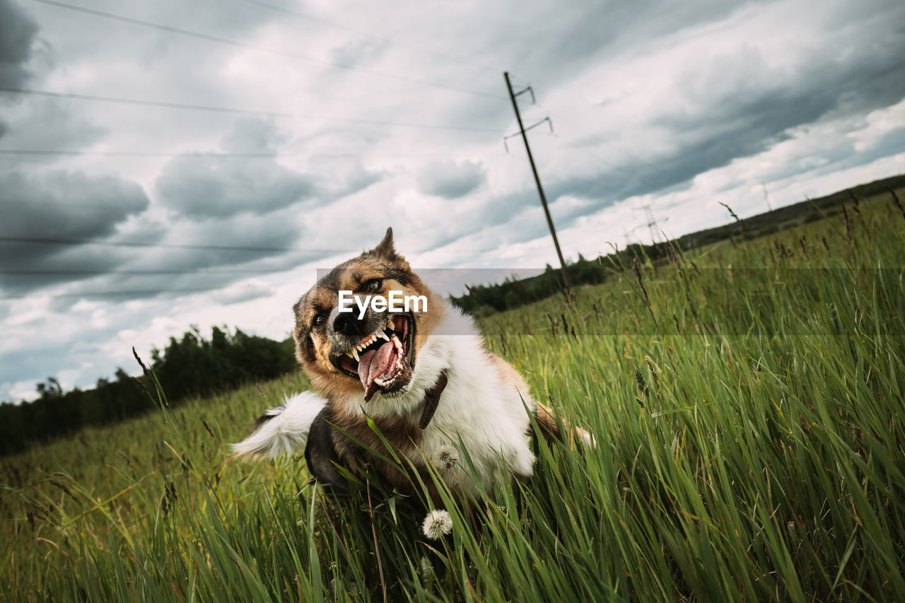 close-up of dog on field