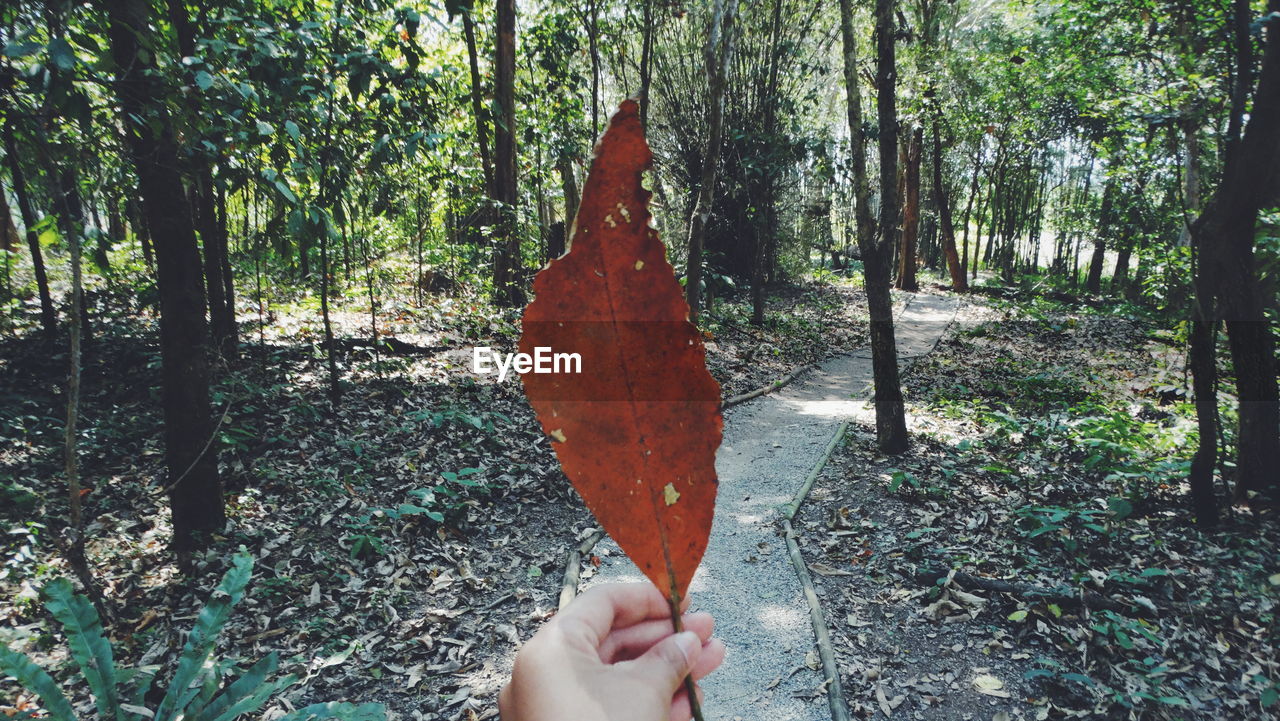 HUMAN HAND HOLDING LEAVES IN FOREST