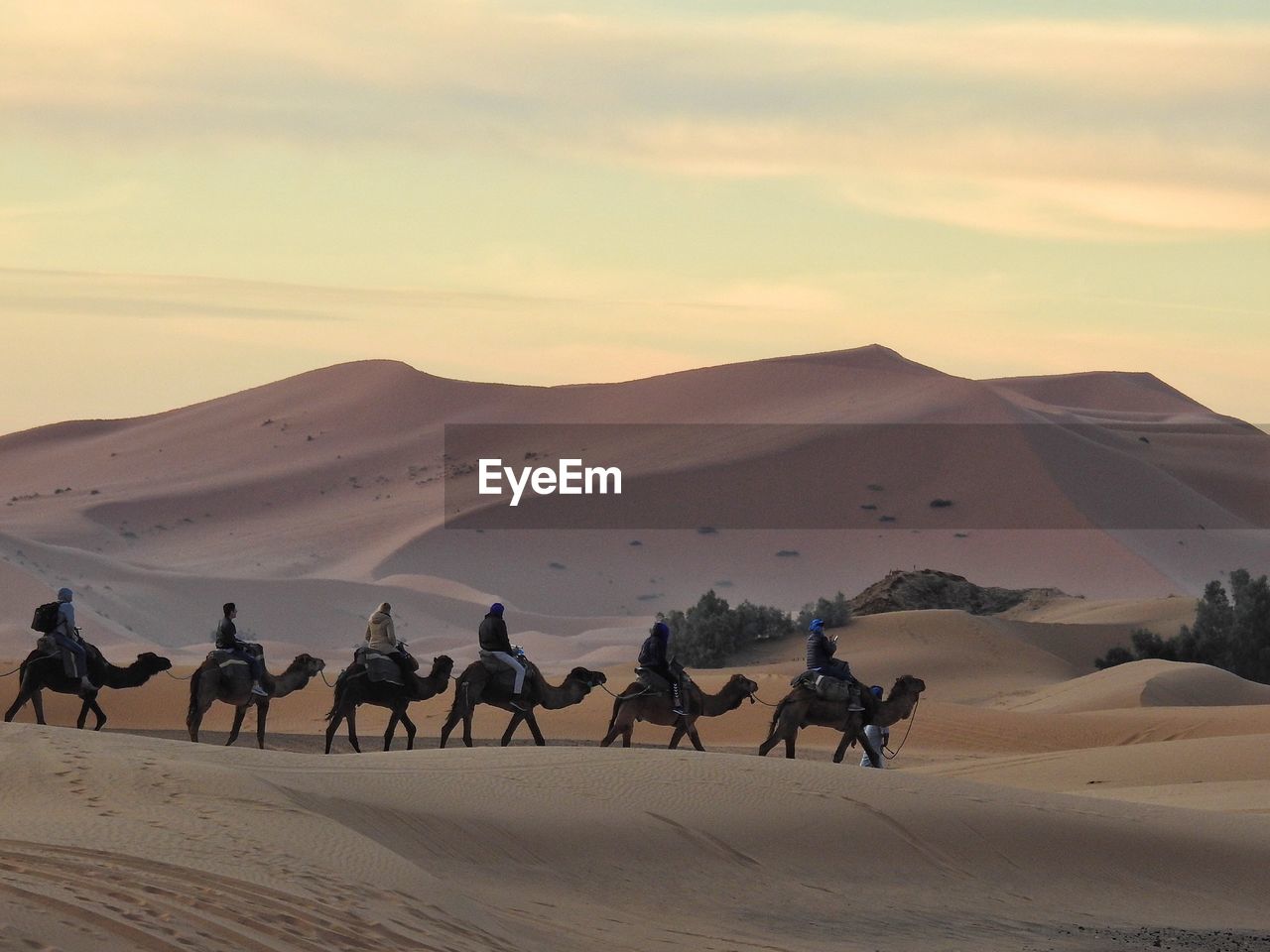 People riding camels at desert during sunset