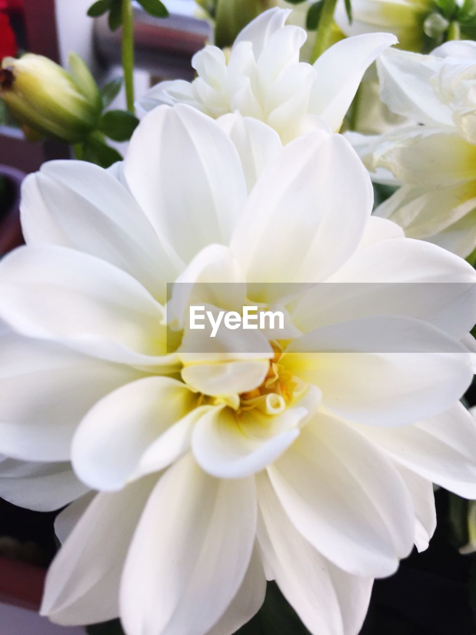 CLOSE-UP OF WHITE FLOWERS BLOOMING OUTDOORS