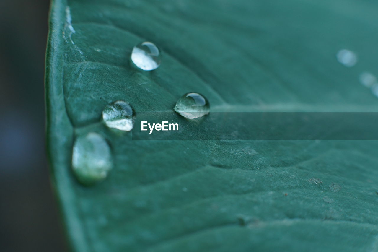 Close-up of water drops on leaf