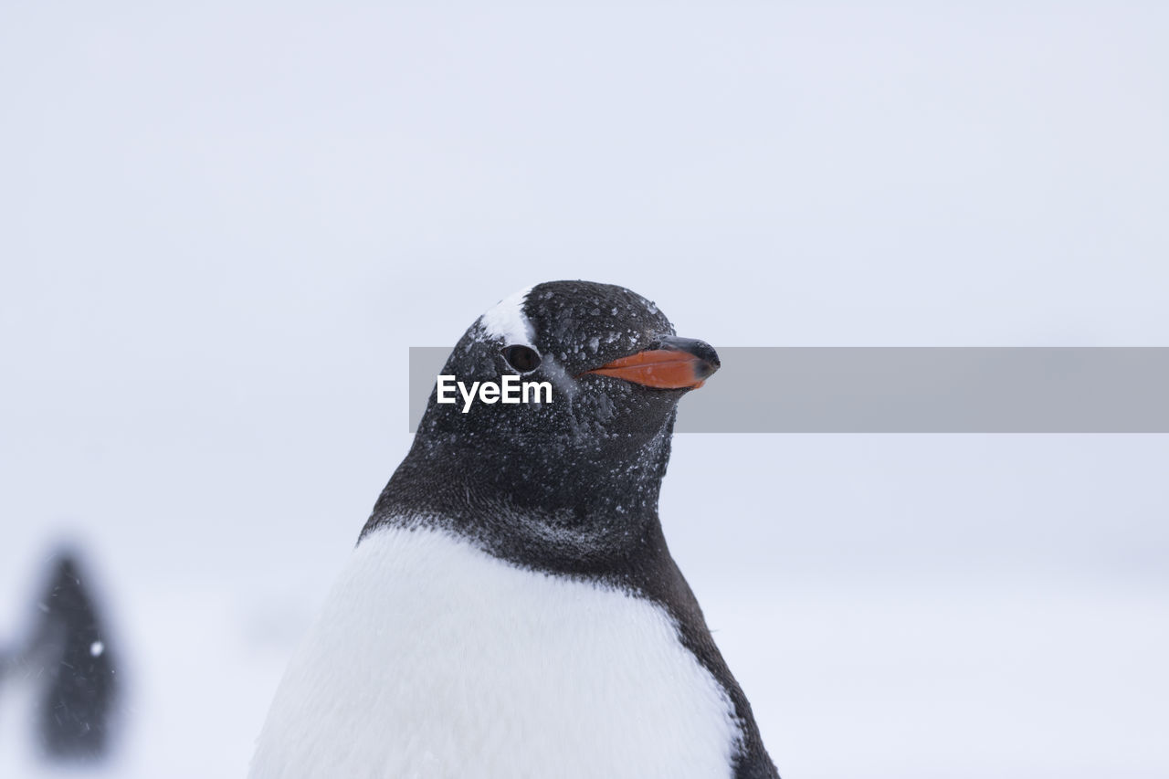 HIGH ANGLE VIEW OF BIRD ON SNOW