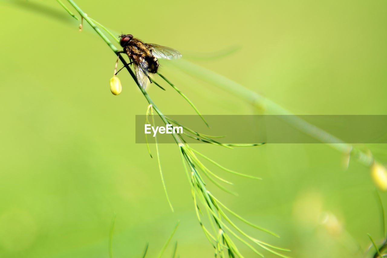 CLOSE-UP OF INSECT