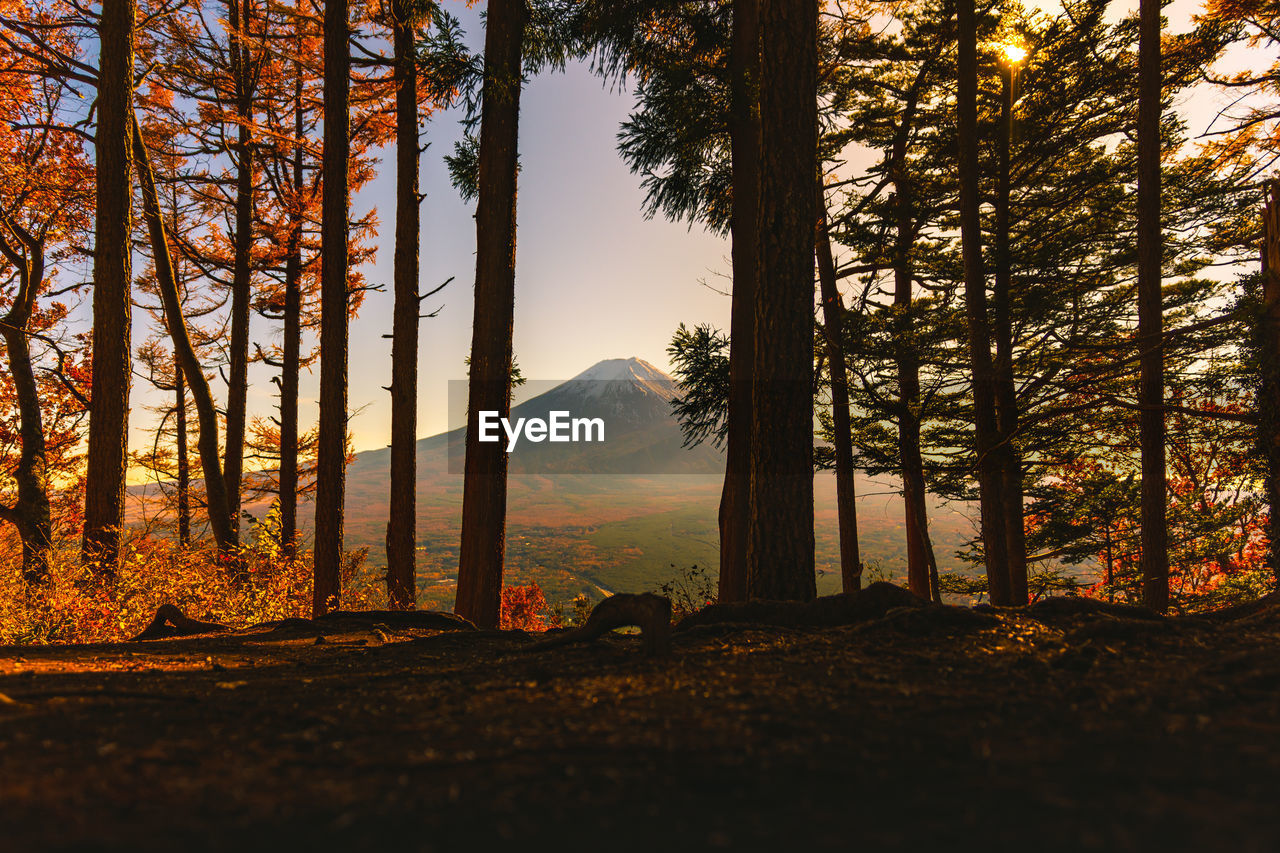 Trees in forest during sunset