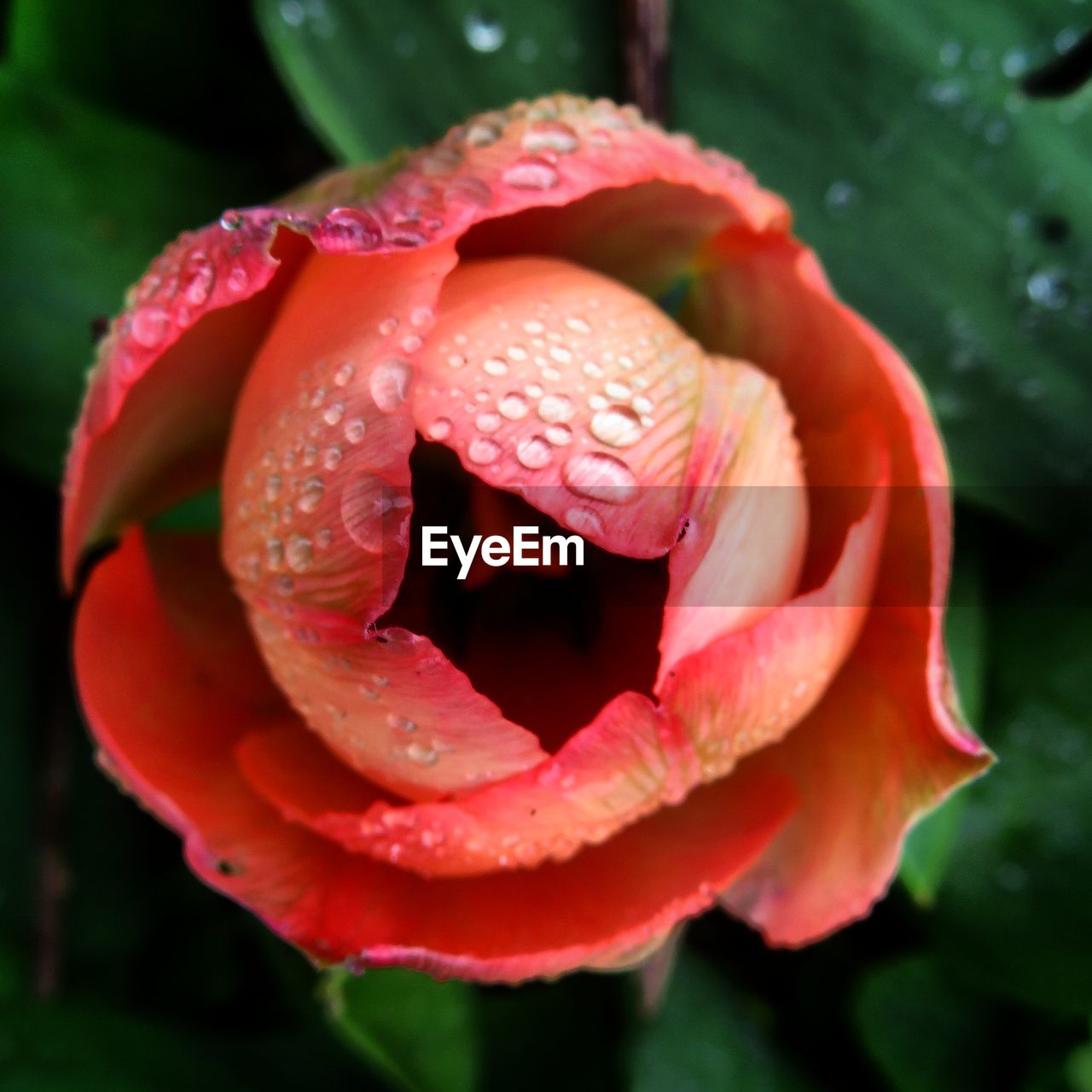 CLOSE-UP OF WET RED ROSES BLOOMING OUTDOORS