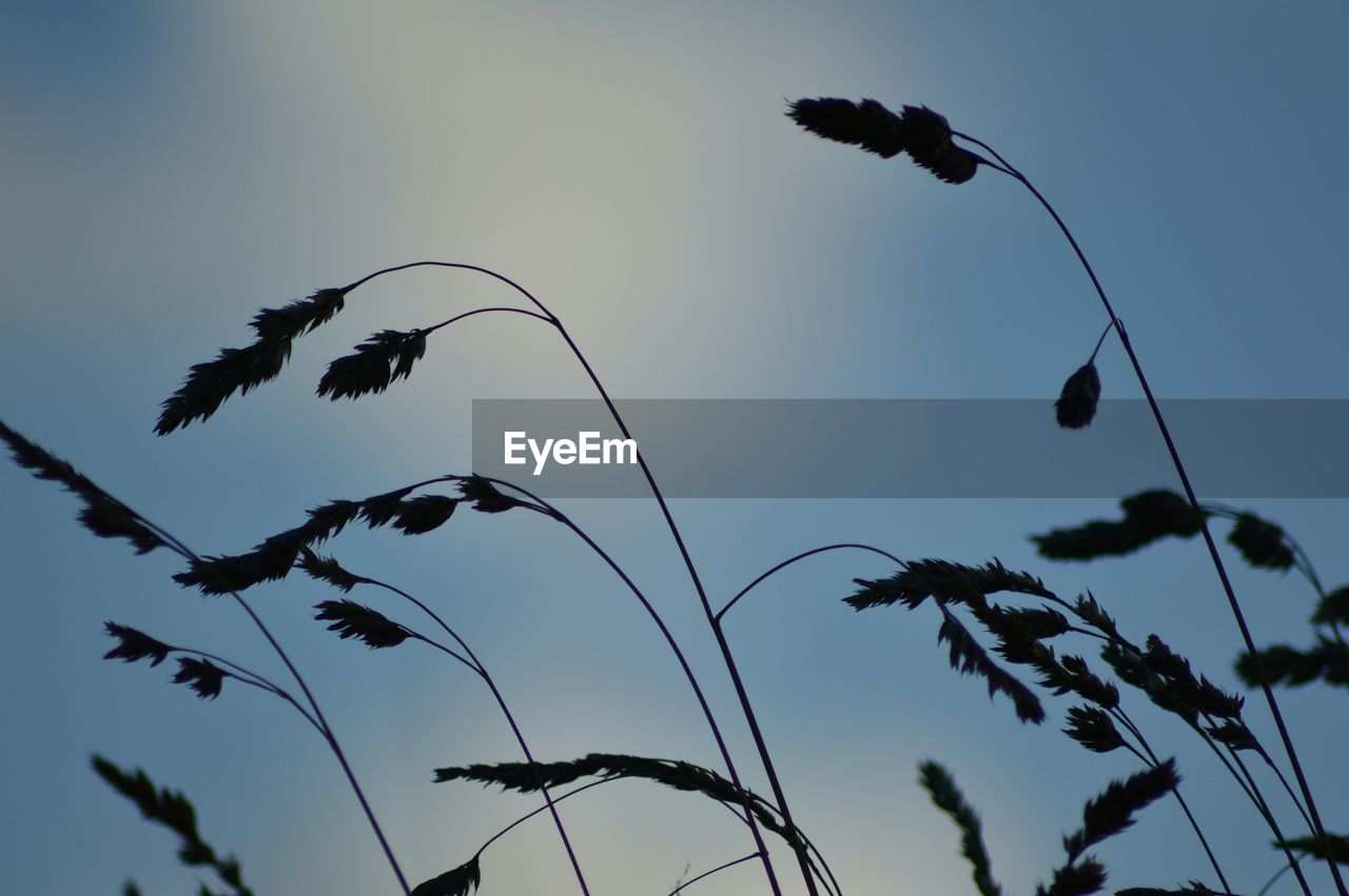 LOW ANGLE VIEW OF PLANTS AGAINST SKY