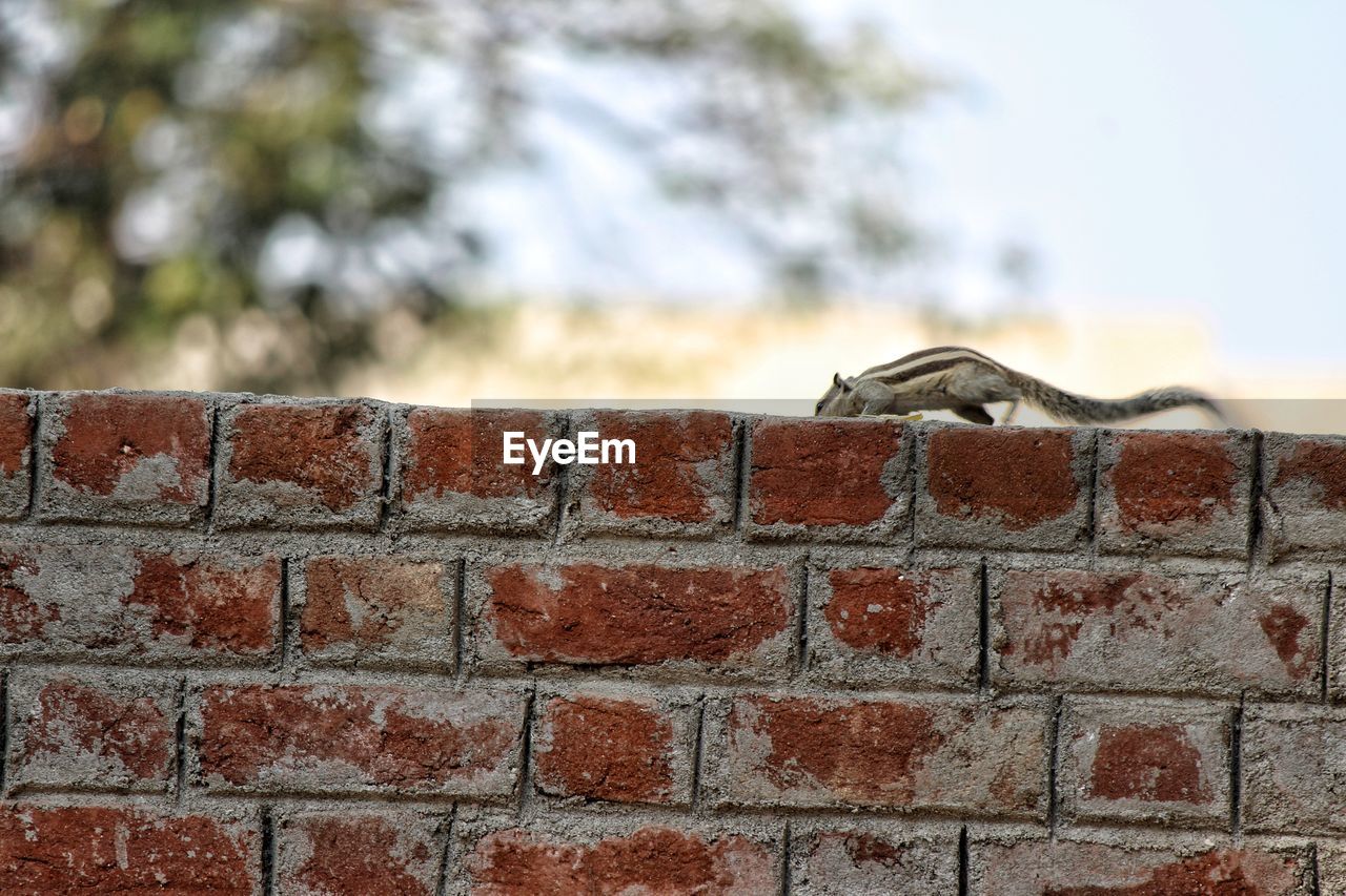 Close-up of squirrel on retaining wall