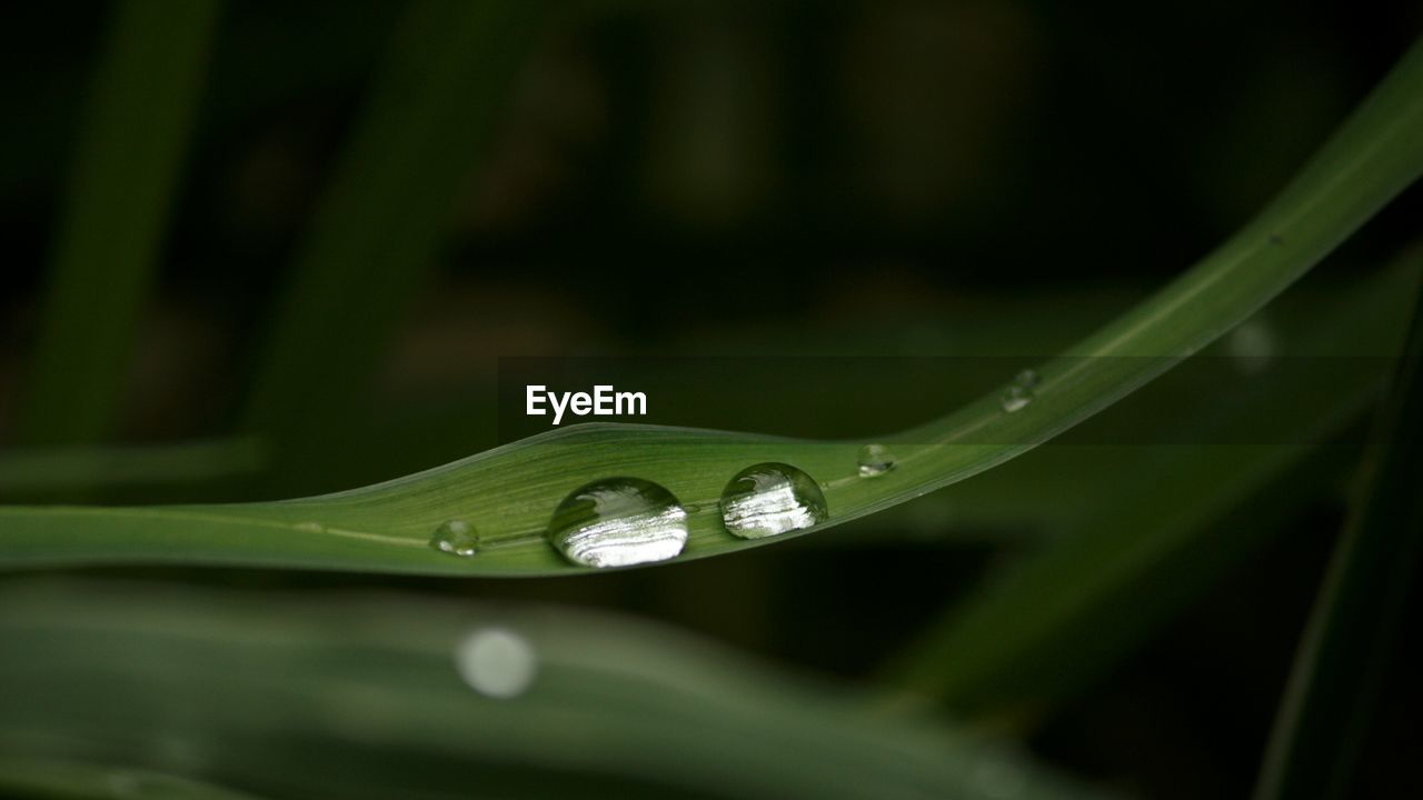 WATER DROPS ON LEAF