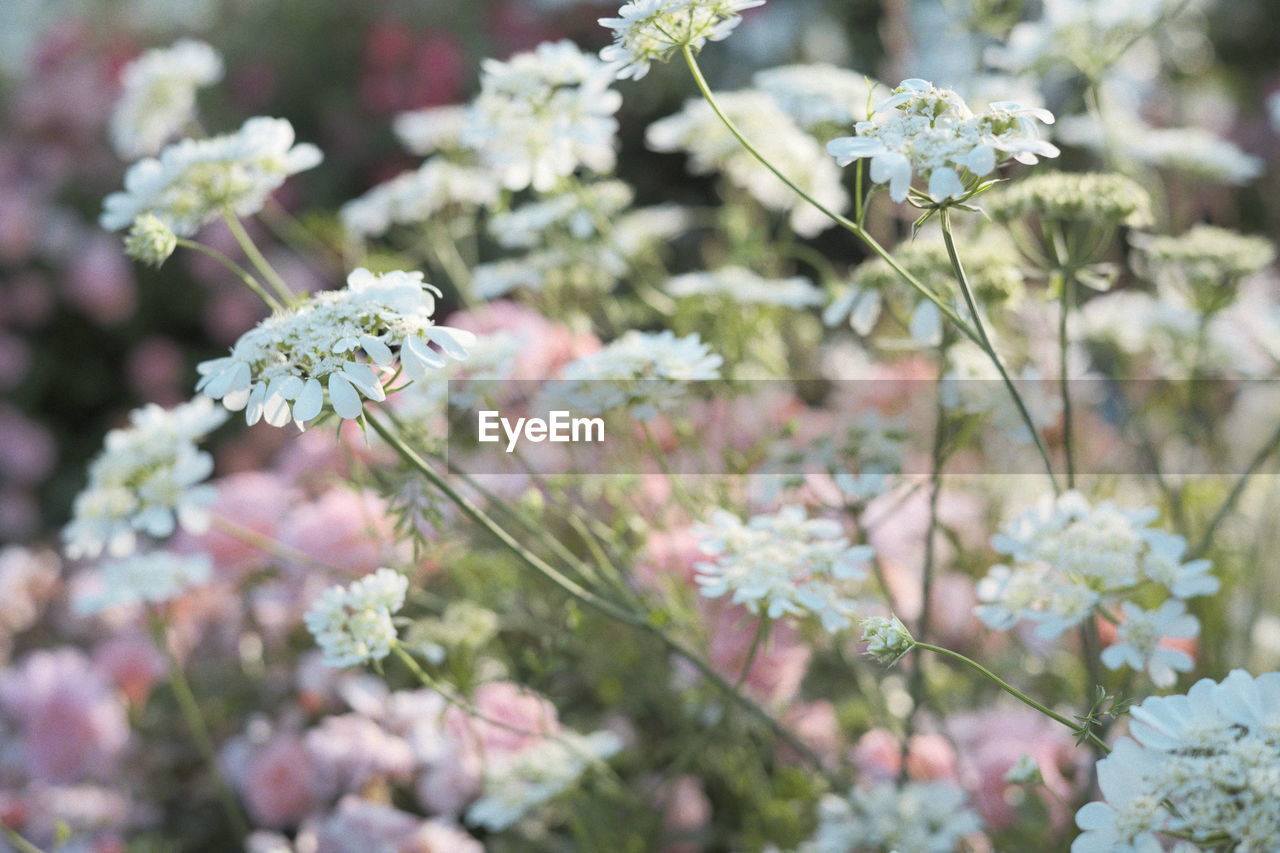 Close-up of white flowering plant