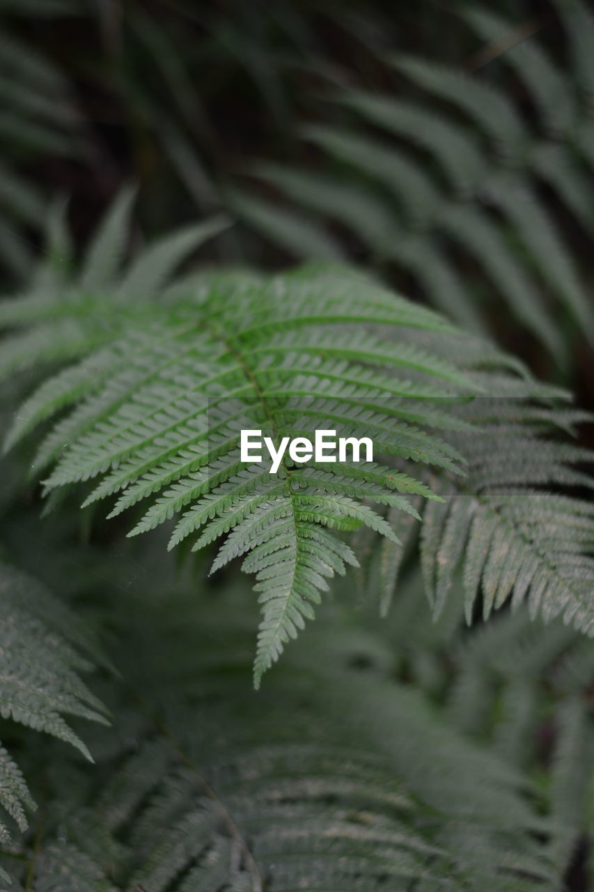 CLOSE-UP OF FERN LEAVES ON PLANT