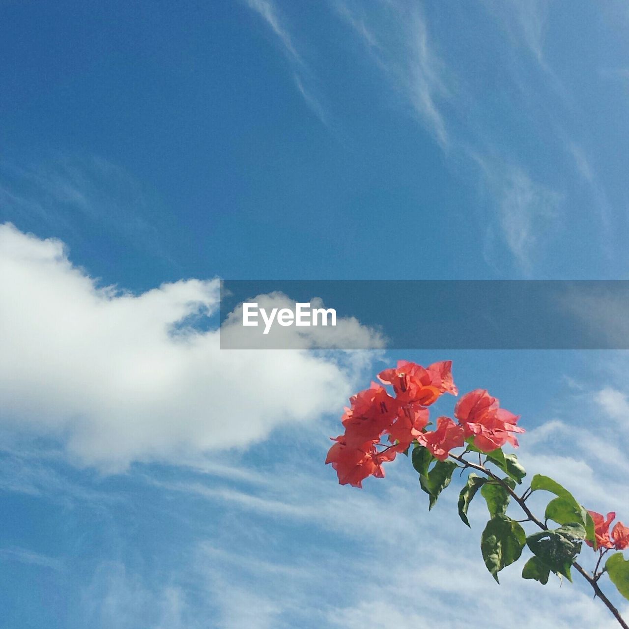 Low angle view of bougainvillea against cloudy sky