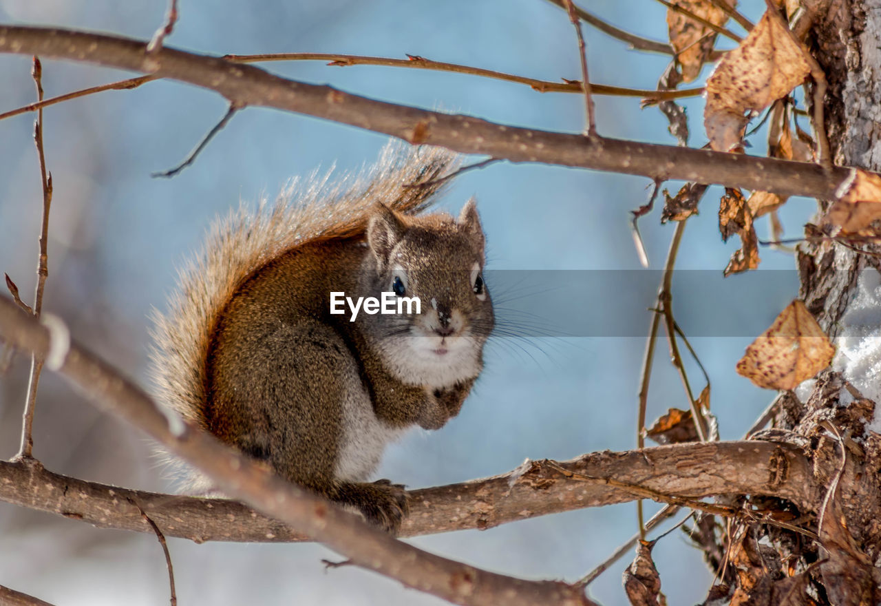 LOW ANGLE VIEW OF SQUIRREL ON TREE BRANCH