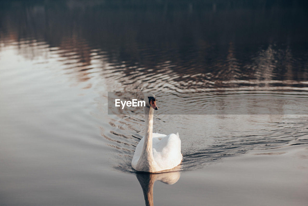 High angle view of swans swimming in lake