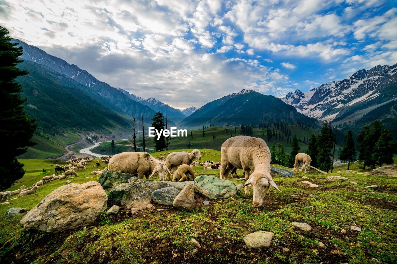 VIEW OF SHEEP ON ROCKS