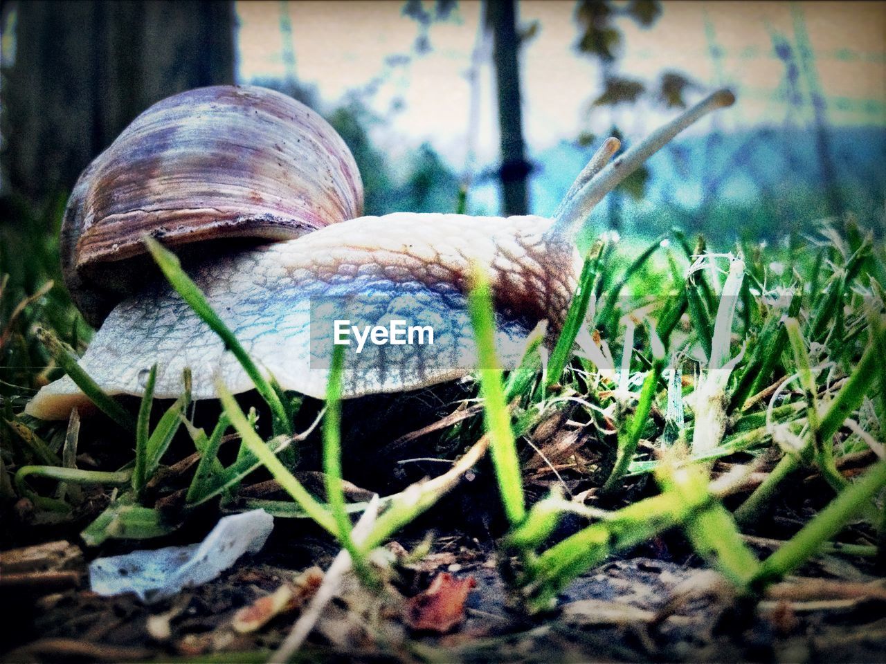 Close-up of snail on field