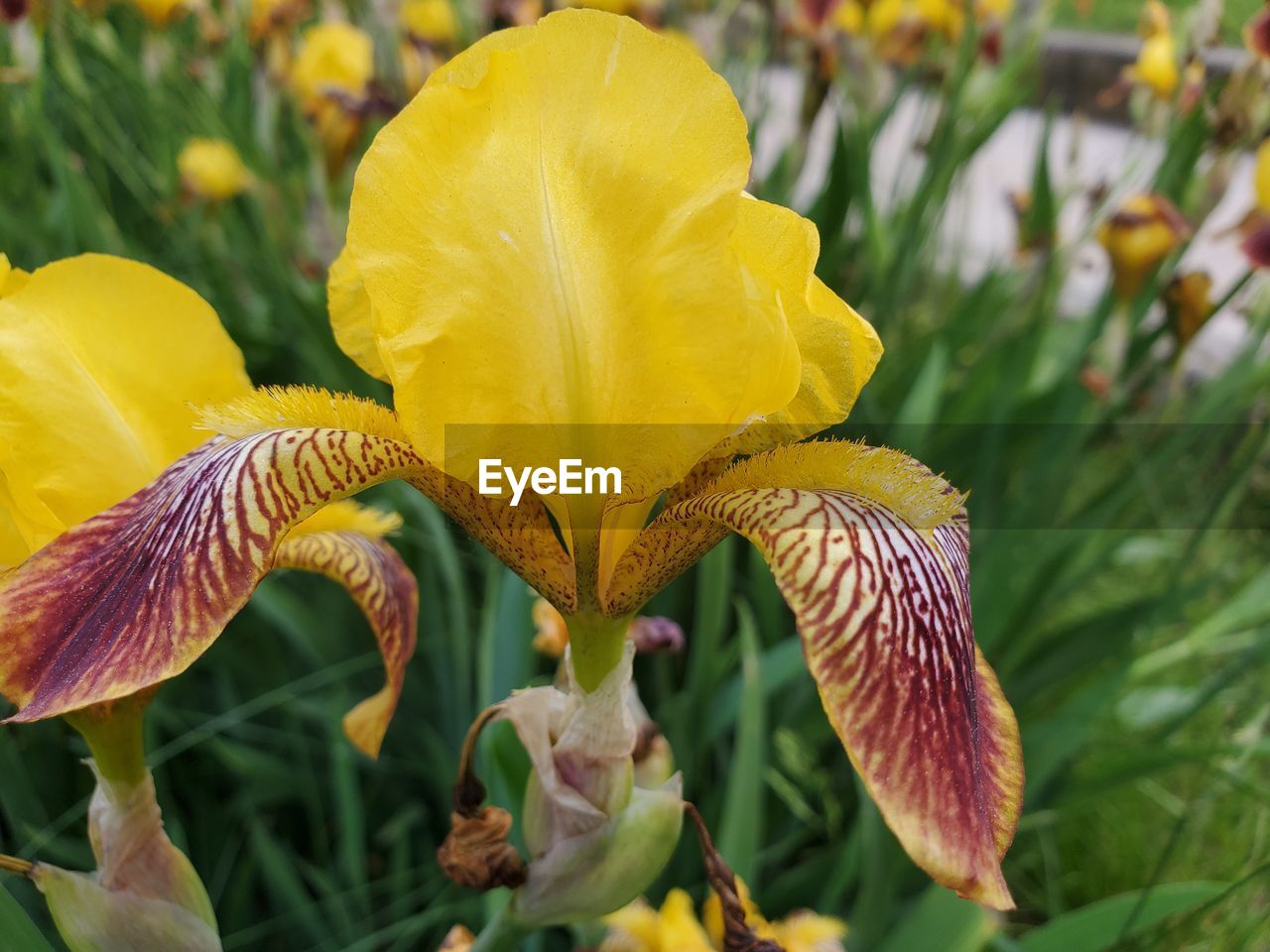 Iris flower