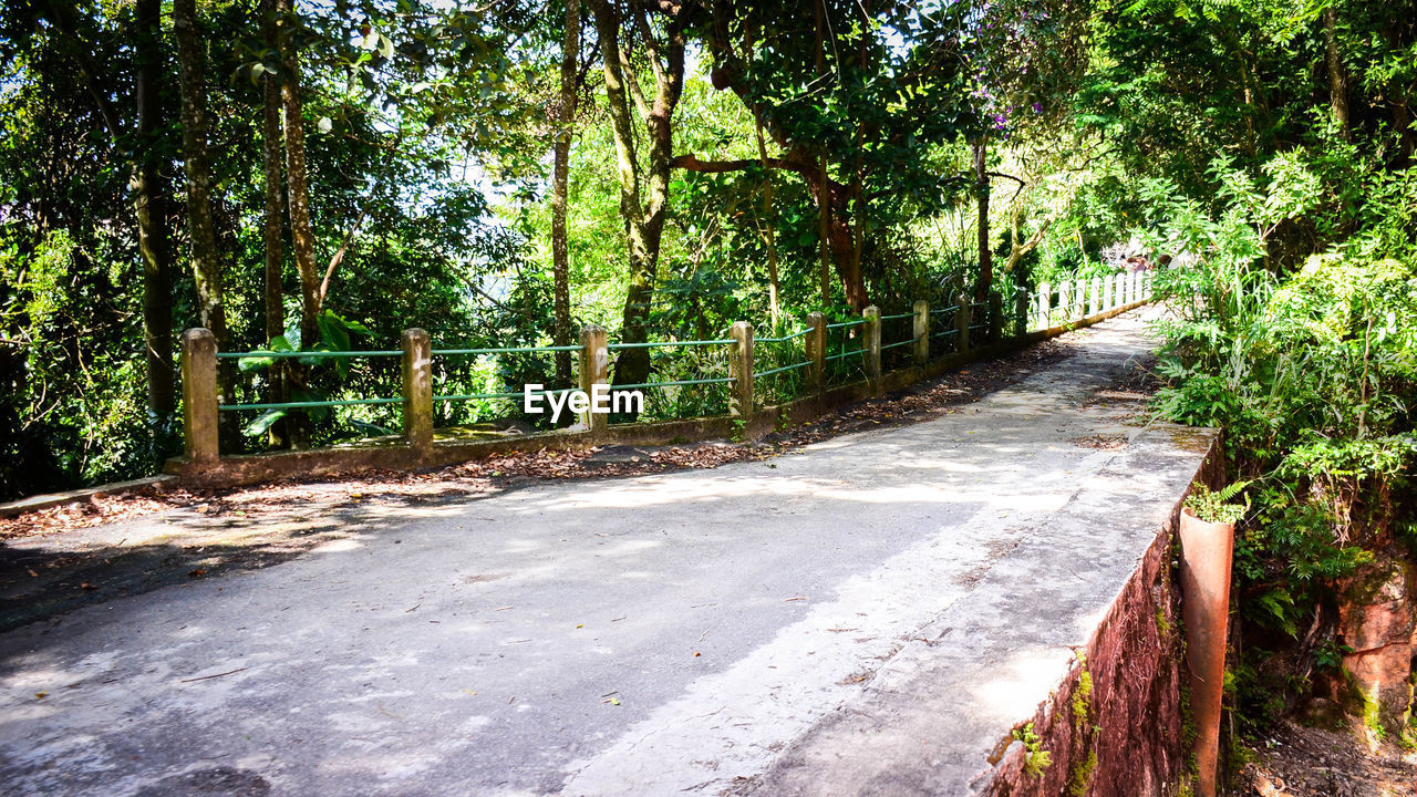 ROAD IN FOREST