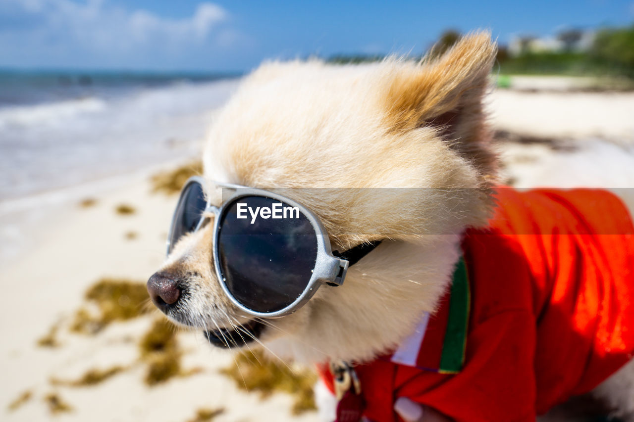 Close-up of a dog on the beach
