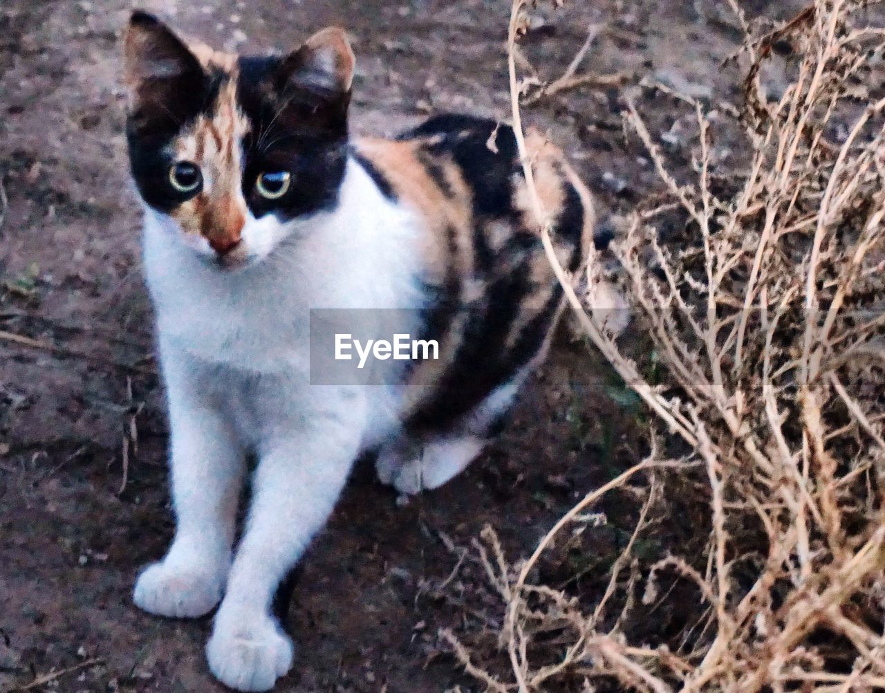 CLOSE-UP PORTRAIT OF CAT SITTING