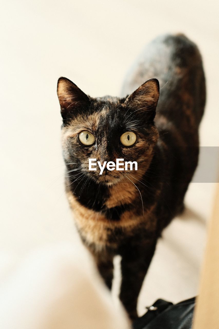Close-up portrait of cat