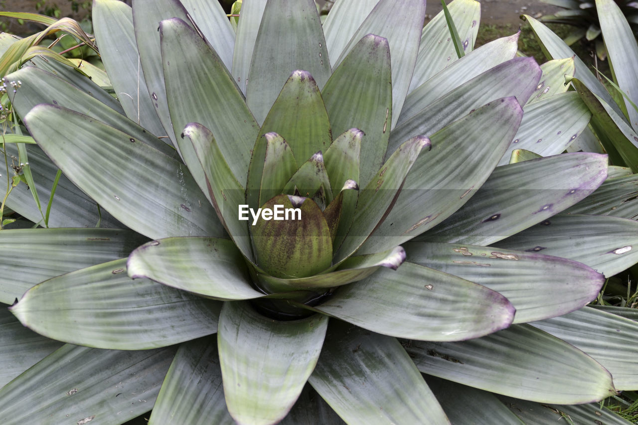 FULL FRAME SHOT OF FRESH GREEN LEAVES