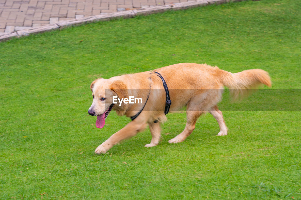 dog running on grassy field